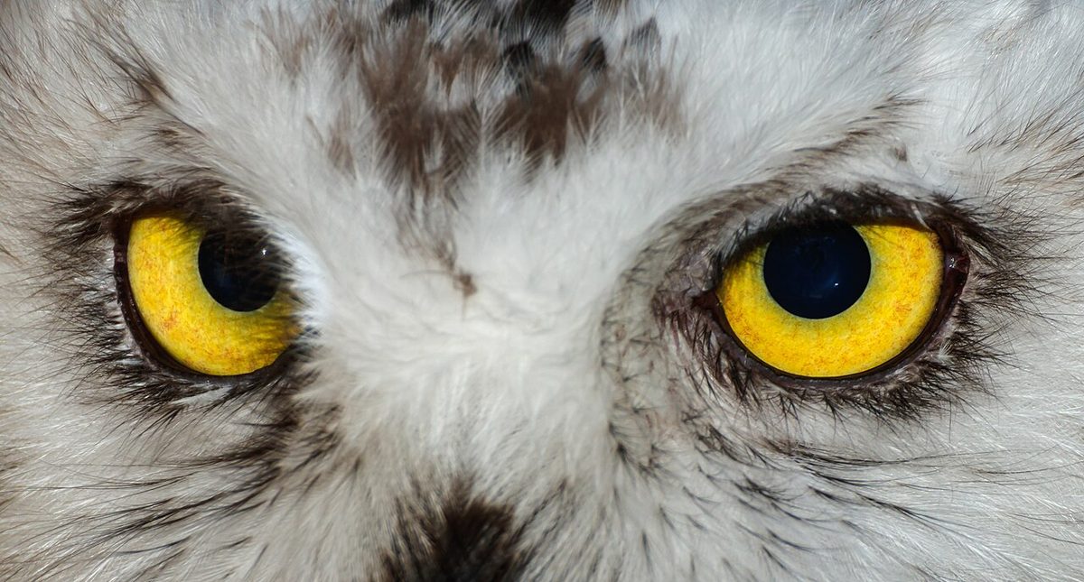 Bubo scandiacus - Karlsruhe Zoo 01