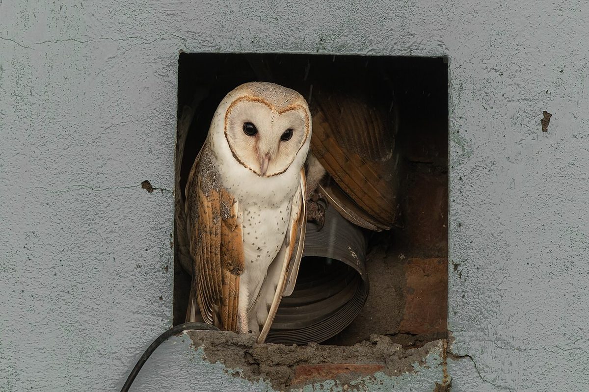 Asian Barn Owl in Joka June 2024 by Tisha Mukherjee 01