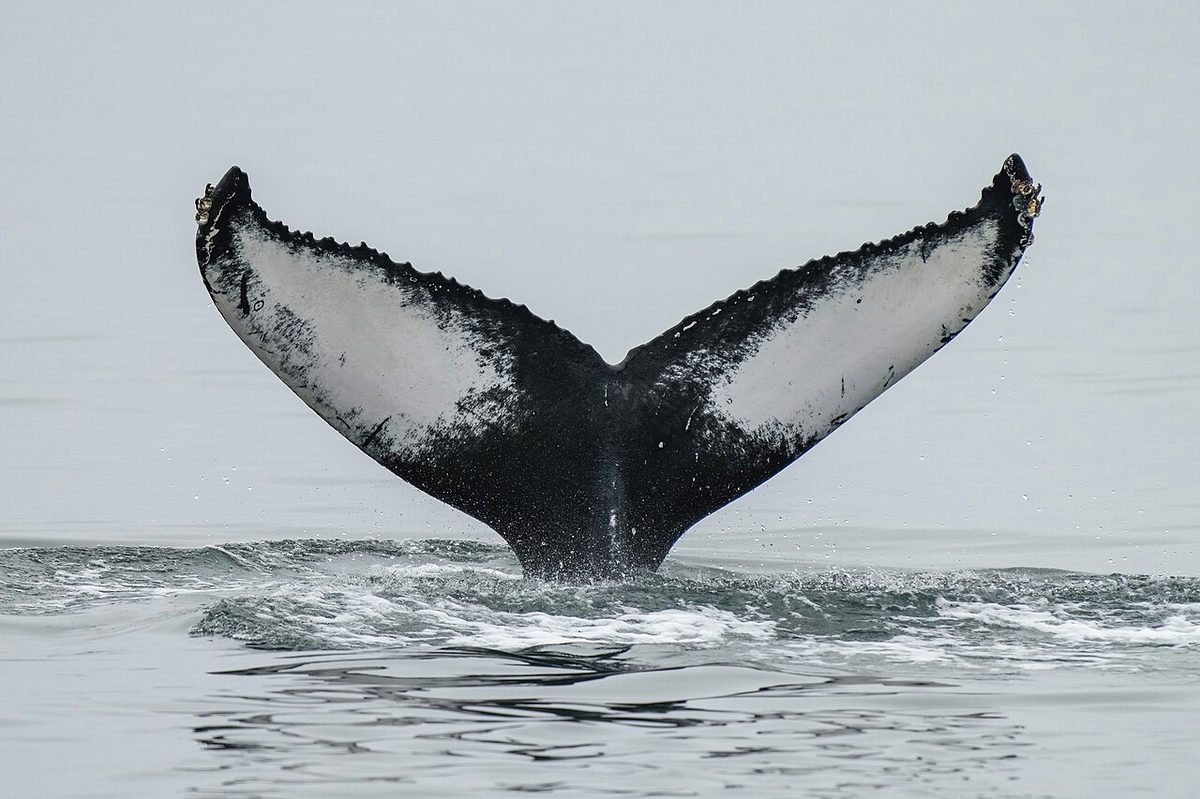 029a Humpback whale tail at Ísafjarðardjúp (Iceland) Photo by Giles Laurent