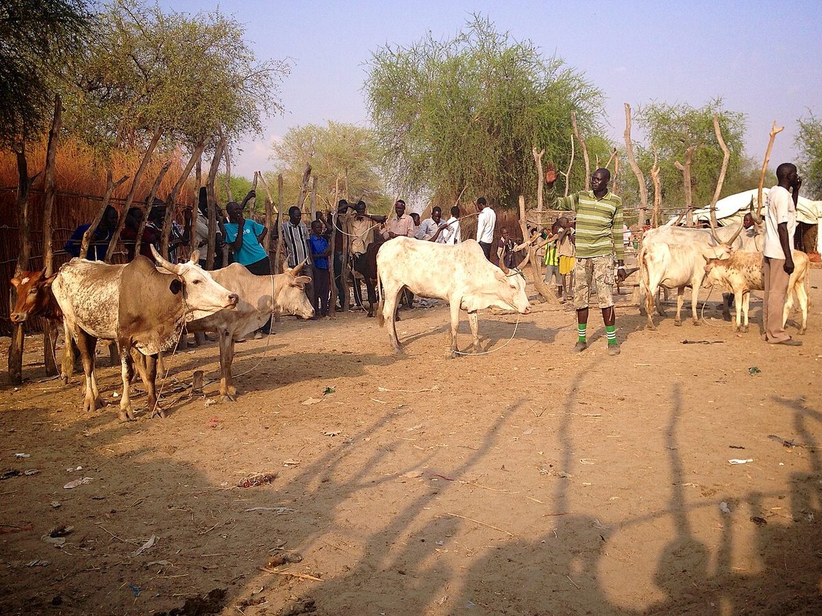 Cattle auction, Lankien, South Sudan