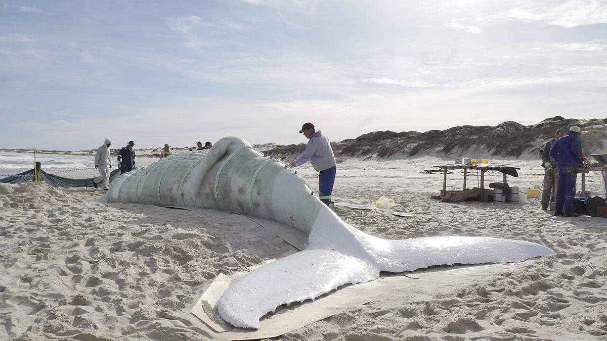 Gil-Shachar The-Cast-Whale-Project 2018 Lambertsbay coated
