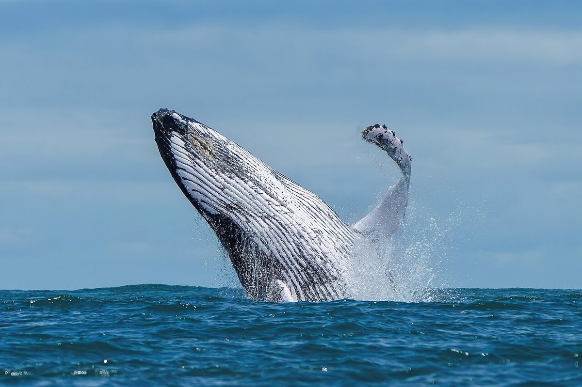001 Humpback whale breaching in Ballena Marine National Park Photo by Giles Laurent
