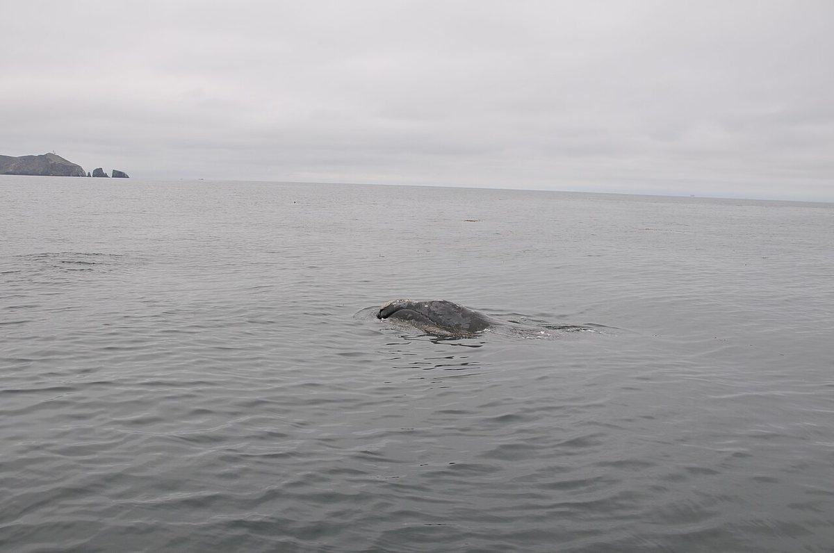20170505 NPRW - Anacapa Island 1