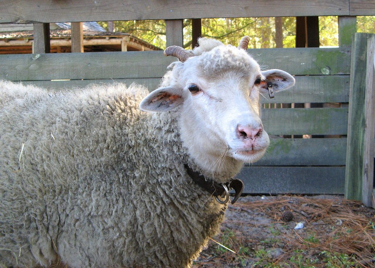 Gulf Coast native sheep close-up 2