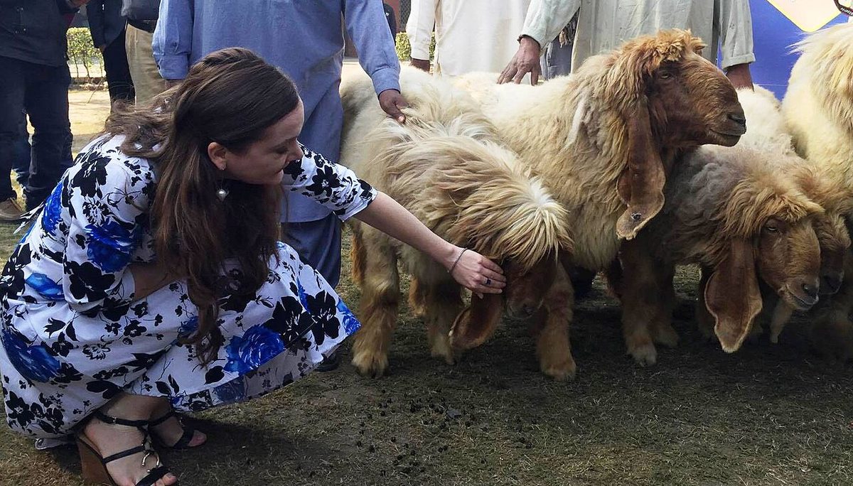 USAID PEEP Supports Goat and Sheep Breed Improvement in Punjab
