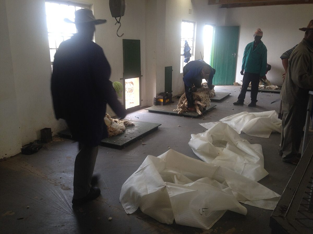 Xhosa Villagers Shaving their sheep for wool manufacturing