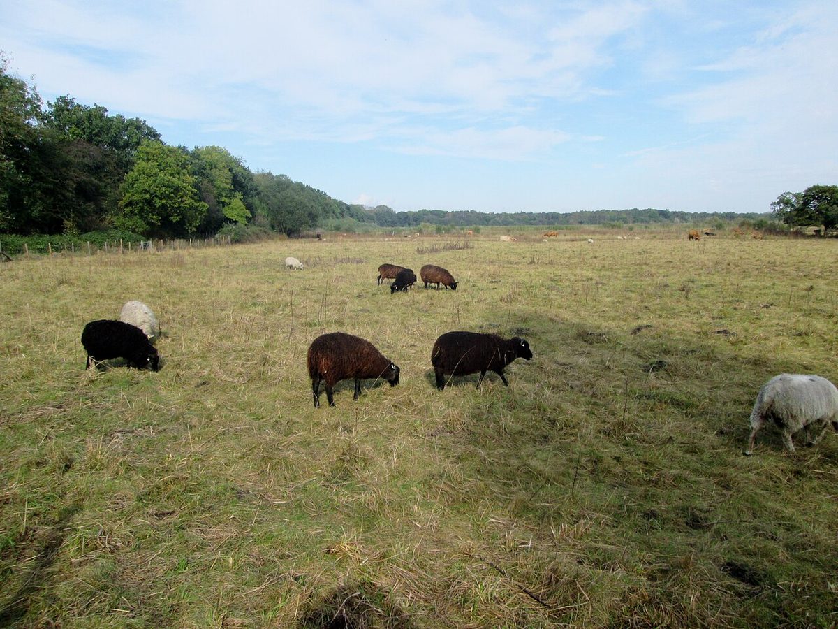 Hebridean Sheep are used to manage the grassland