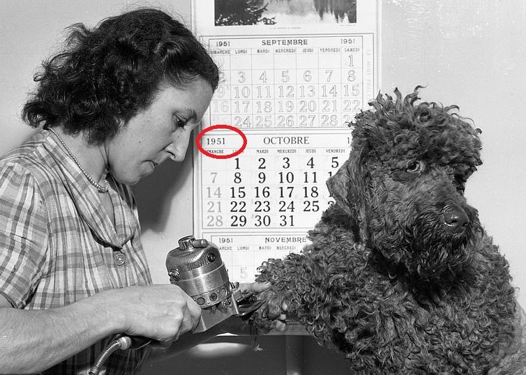 Pet grooming 51