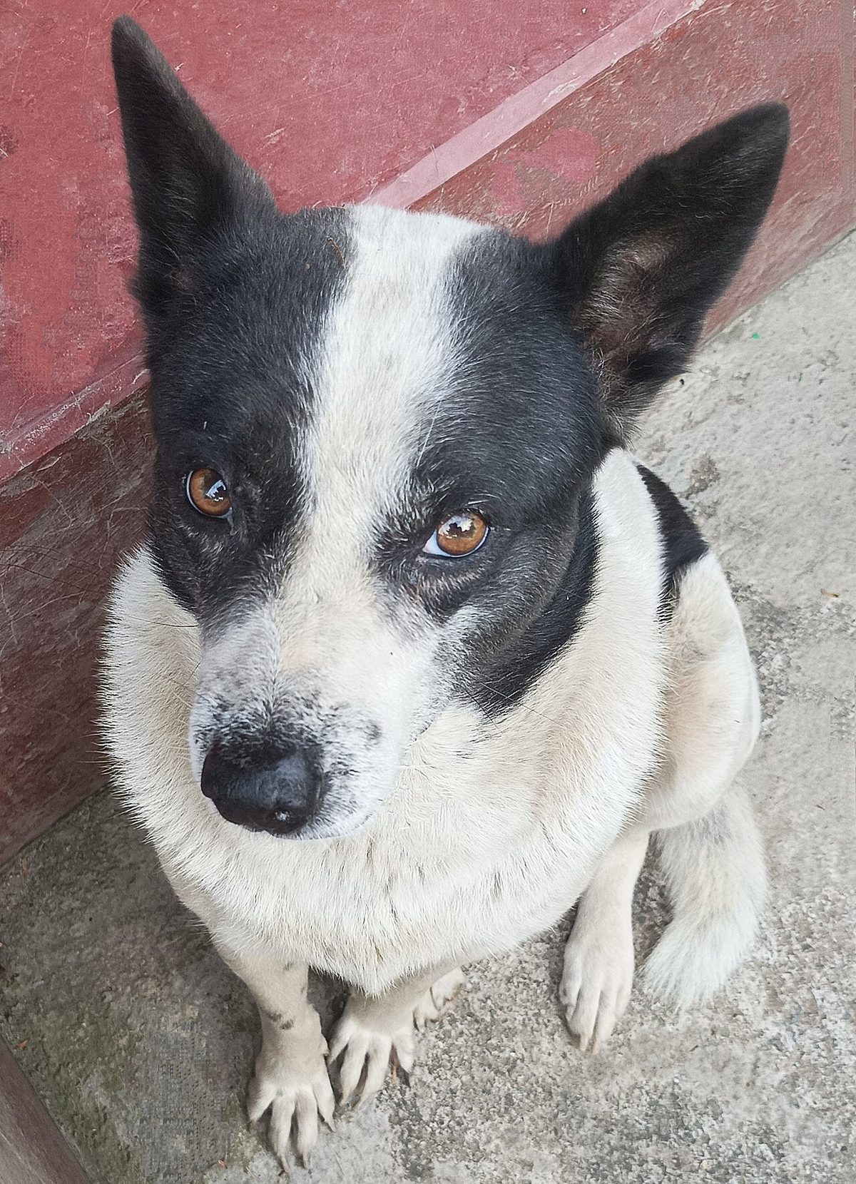 A photograph of an individual from the Meitei Hui dog breed.jpg