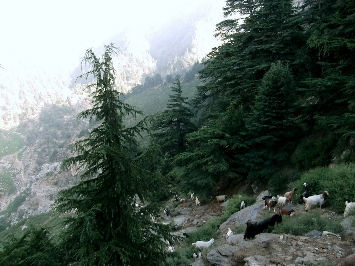 Cedrus deodara with goats, Nuristan NP, Wama, Afghanistan.jpg