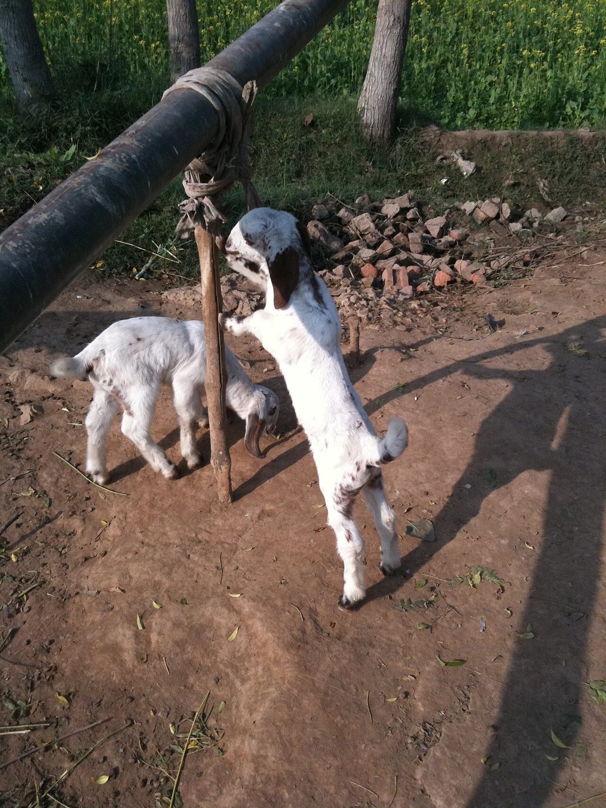 Goats - panoramio (5).jpg