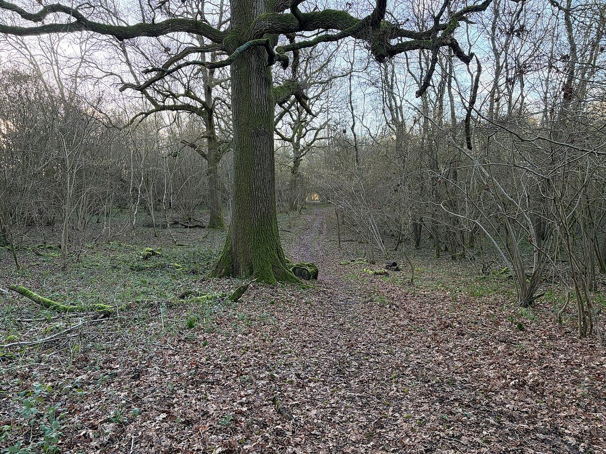 Main track in Cow Down Copse