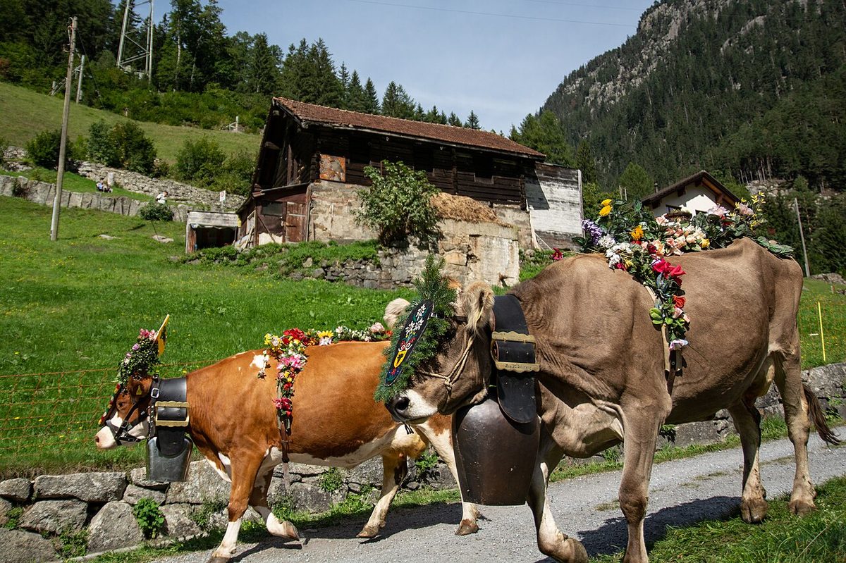Alpabzug (Almabtrieb) in Wassen, Switzerland