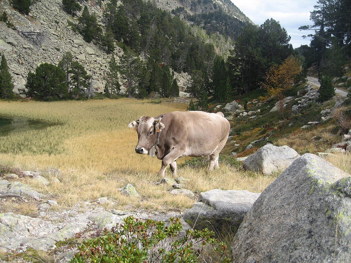 Aiguestortes cow 01