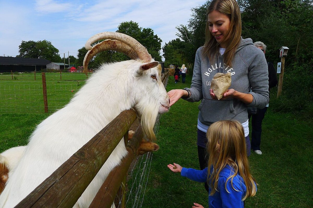 Bucks Goat Centre