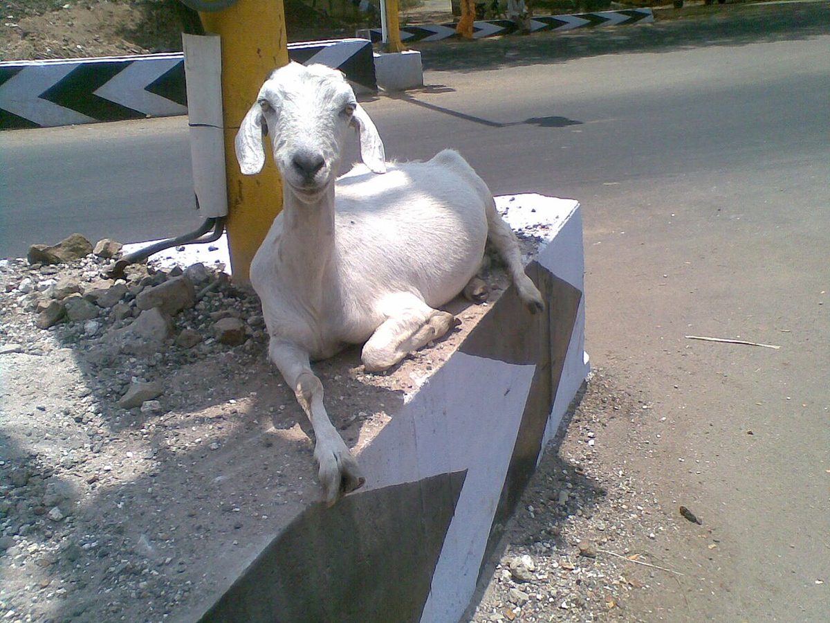 A Goat in street