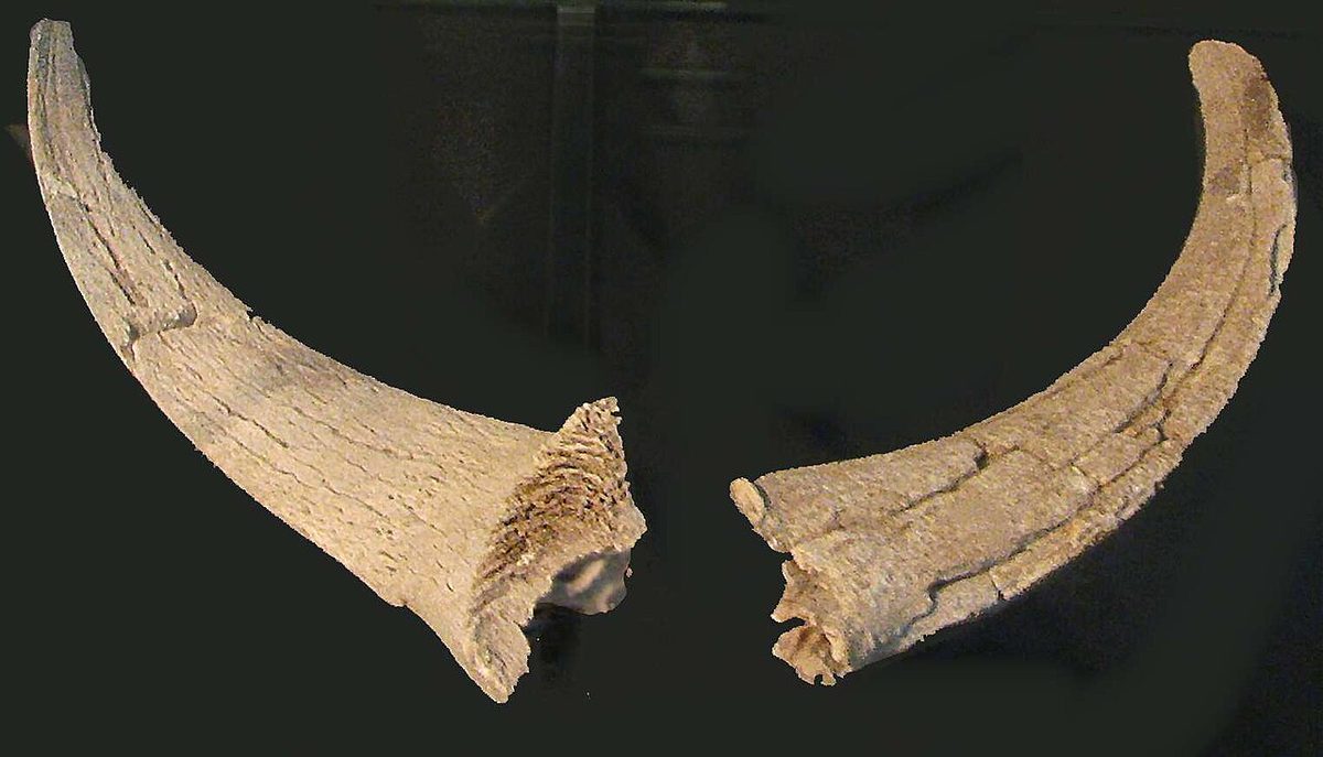 Atlit-Yam – Horn Cores of goat (cropped)