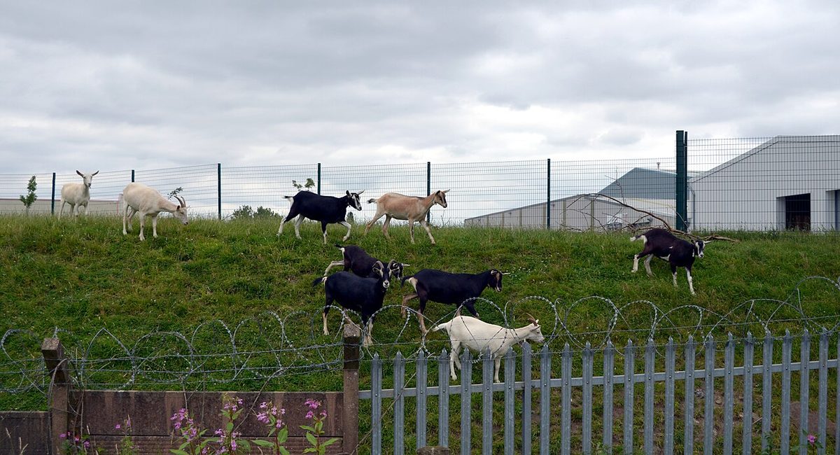 Goats near Lands Beck, Liversedge