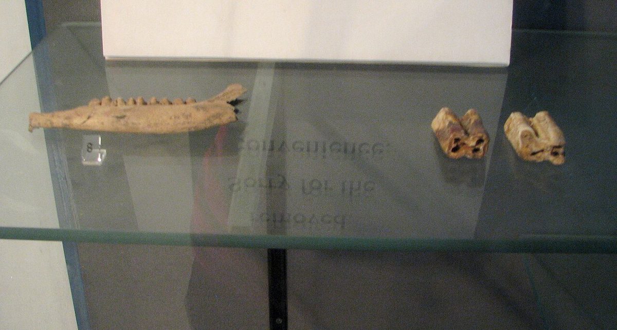 Atlit-Yam – Jaw bone of goat