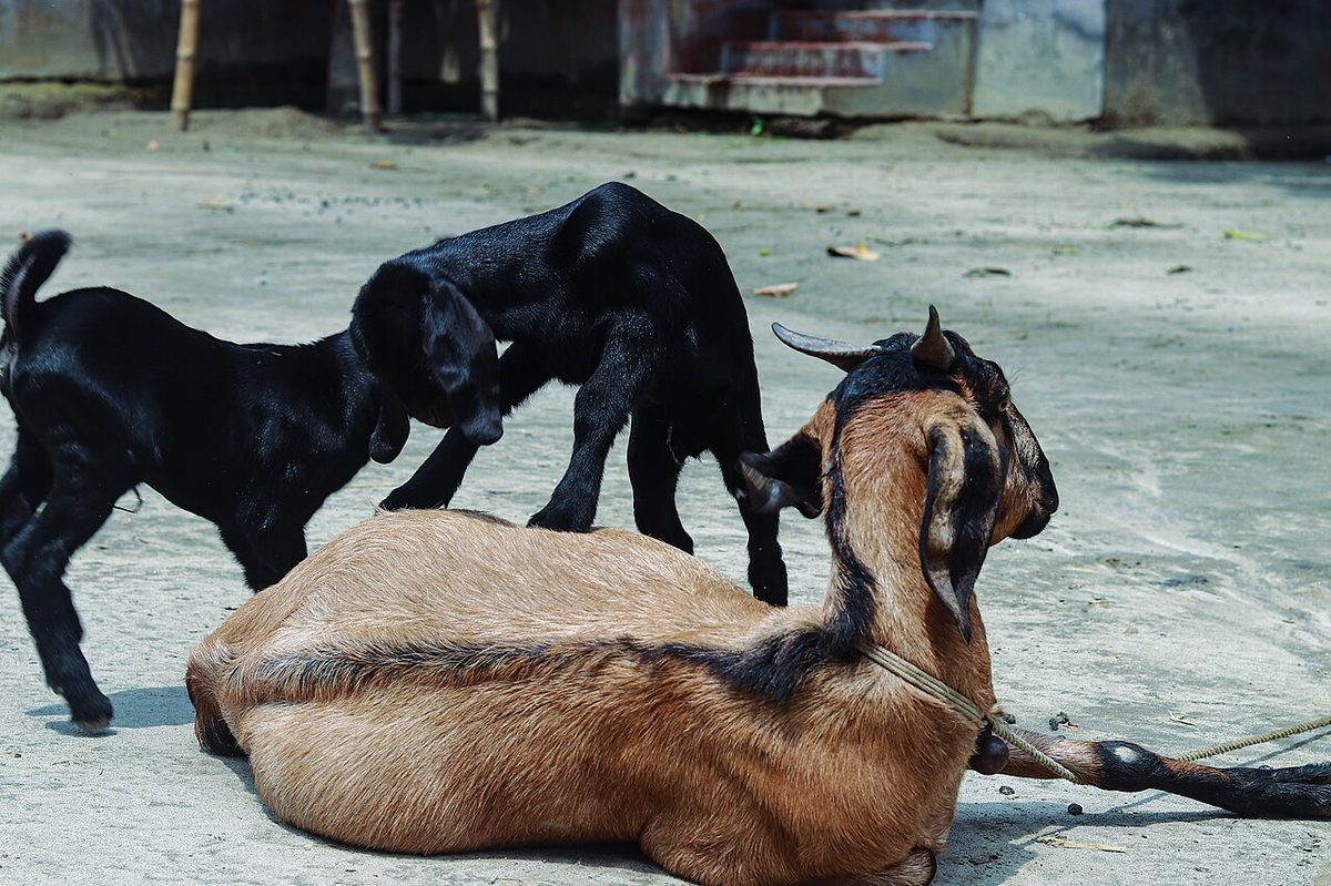Black Bengal kids playing with their mother 01