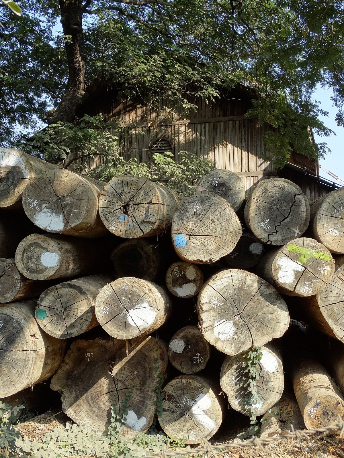 Hardwood Logs Piled along Canal - Mandalay - Myanmar (Burma)
