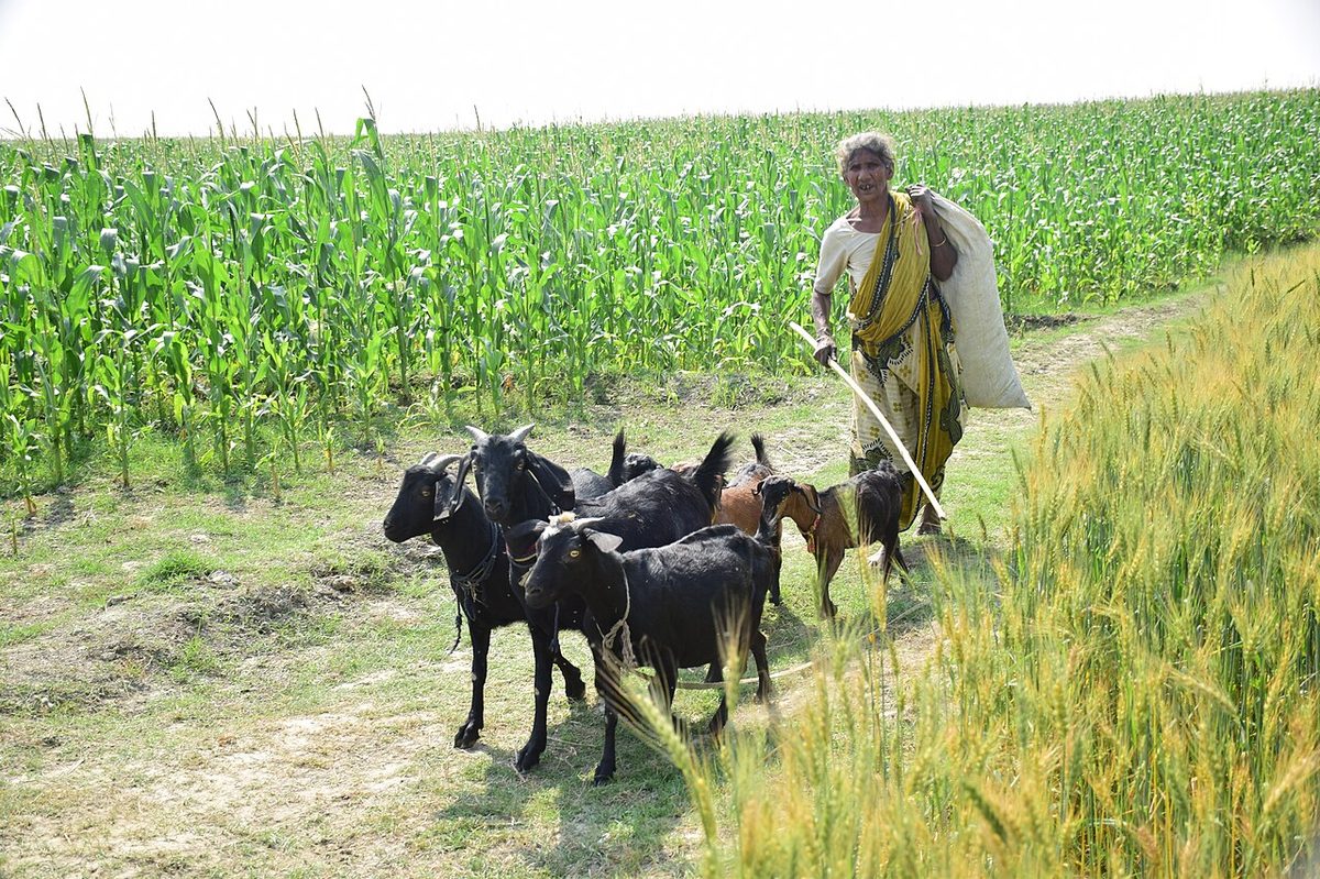 Is Goat Farming Profitable? Products, Land and Markets