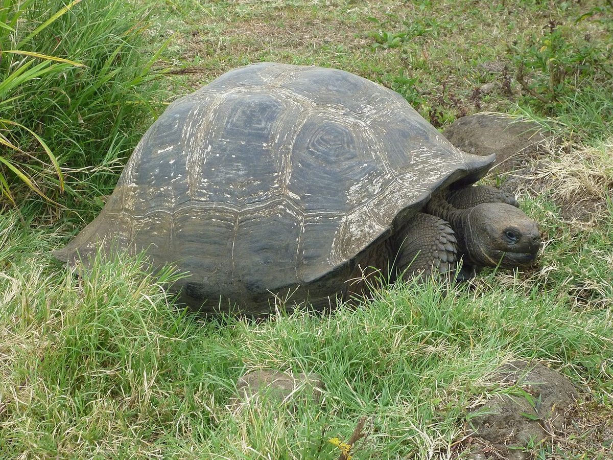 Longest Living Turtle in the World: Meet Jonathan, Age 193