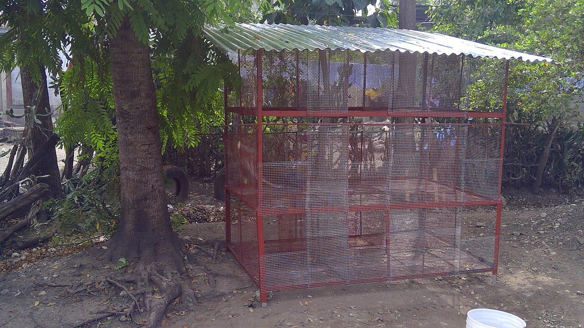 Rabbit Farming for Meat in Laos: A Practical Guide