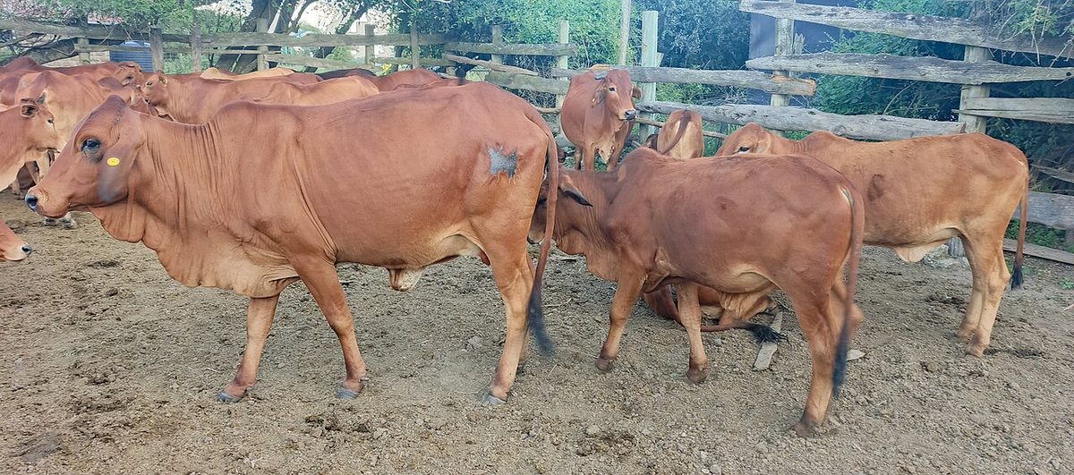 Sahiwal Cow Price in India and What Every Farmer Should Know