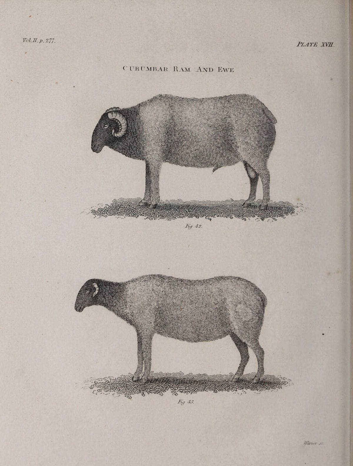 Sheep for Sale in India: A US Buyer's Fact Guide