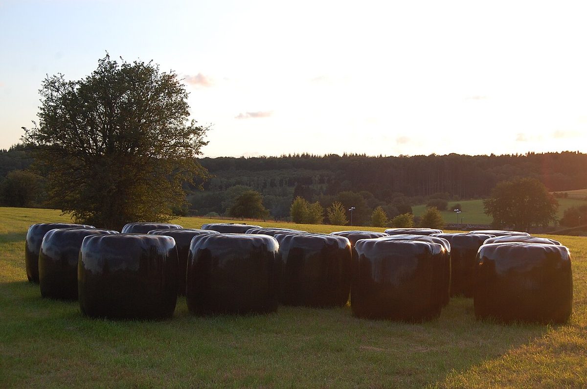 Silage and Fodder Preparation: A Singapore Farm Guide