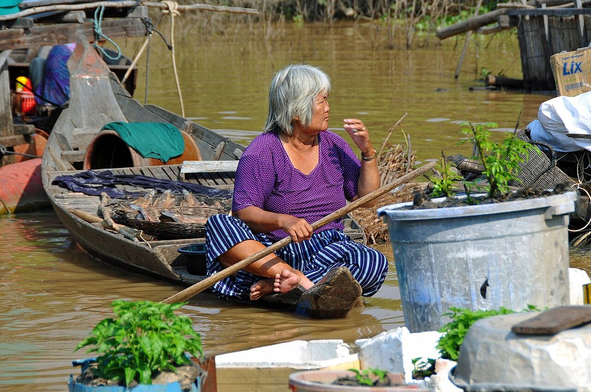 Tomato Price Today in Cambodia: Compare Tomato Types