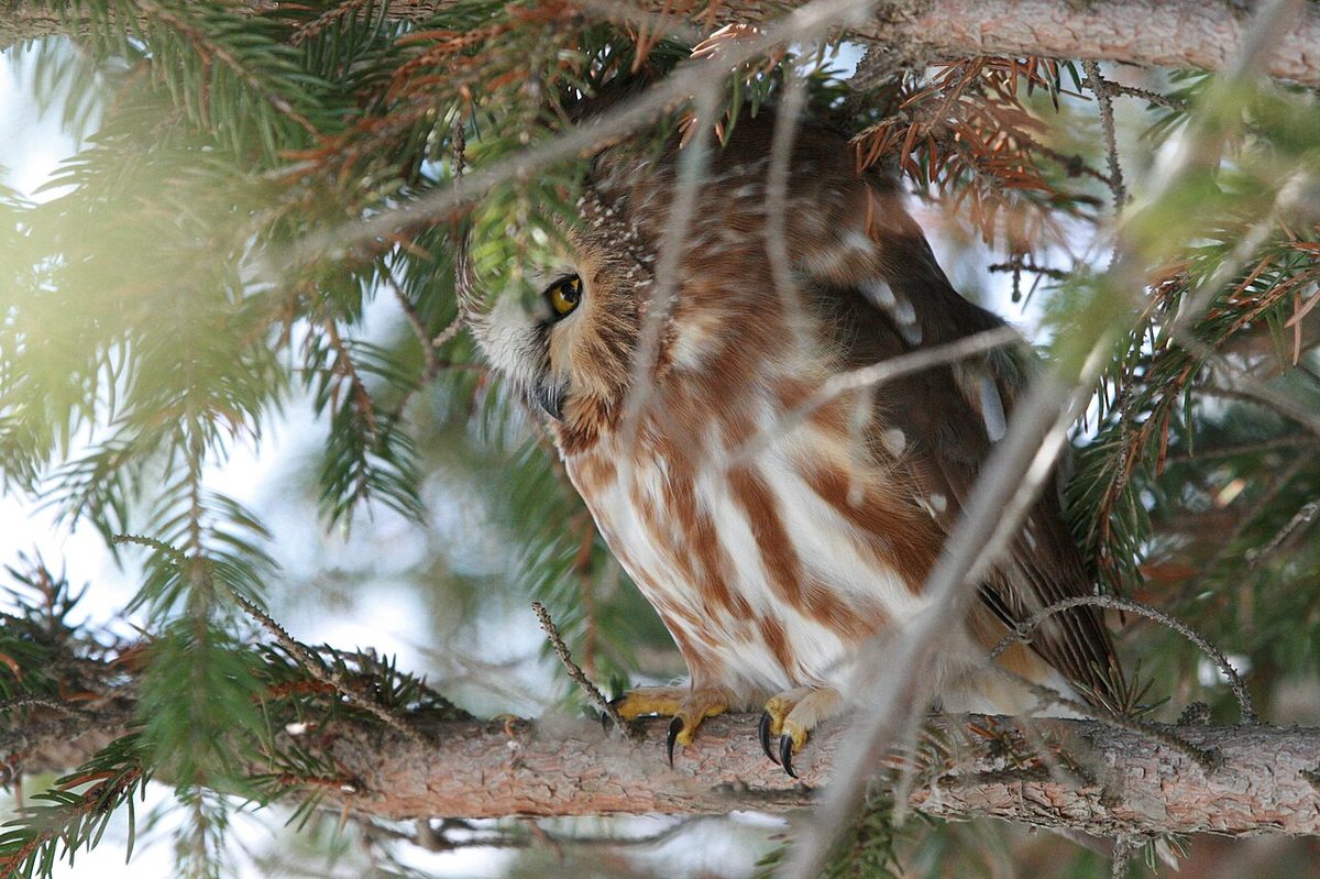 Top 10 Smallest Owls: Species Facts and Live Market Prices