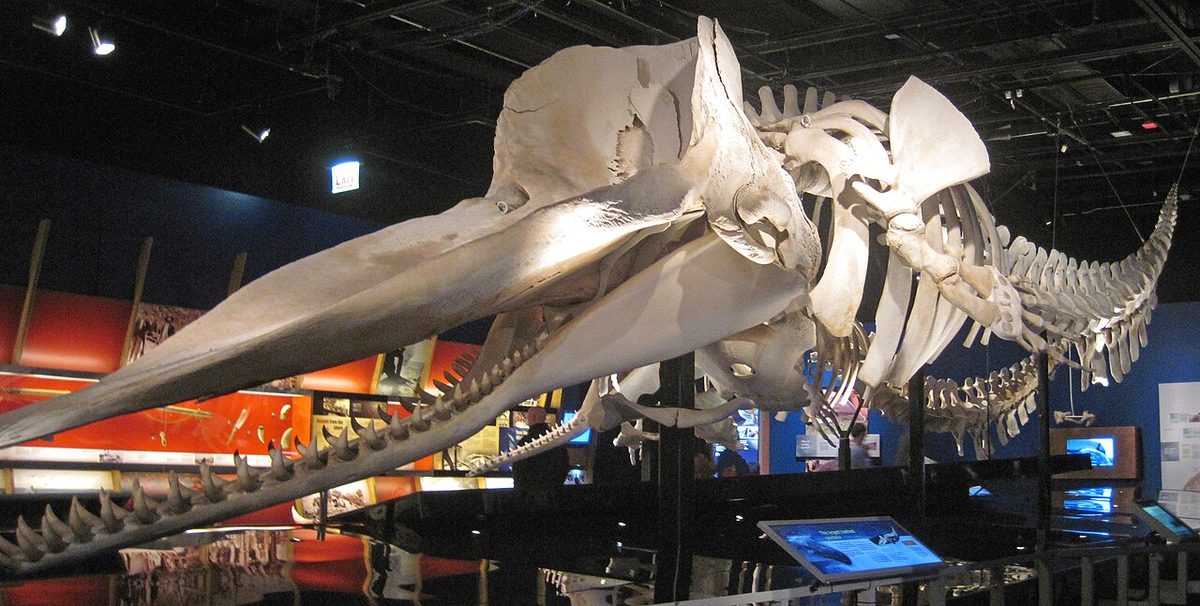 Top 10 Smallest Whales? What Our Records Really Hold
