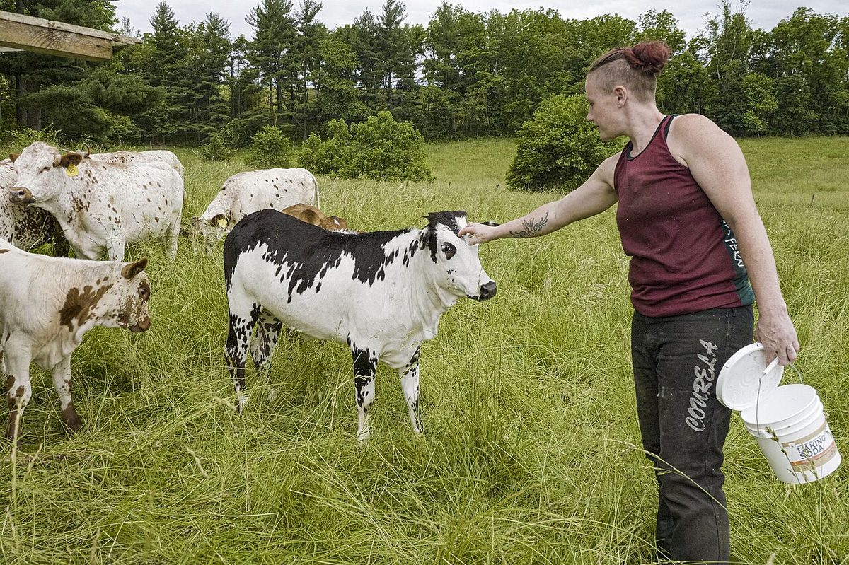 U.S. Sheep Farming Guide: Plan Products, Breeds and Lambing