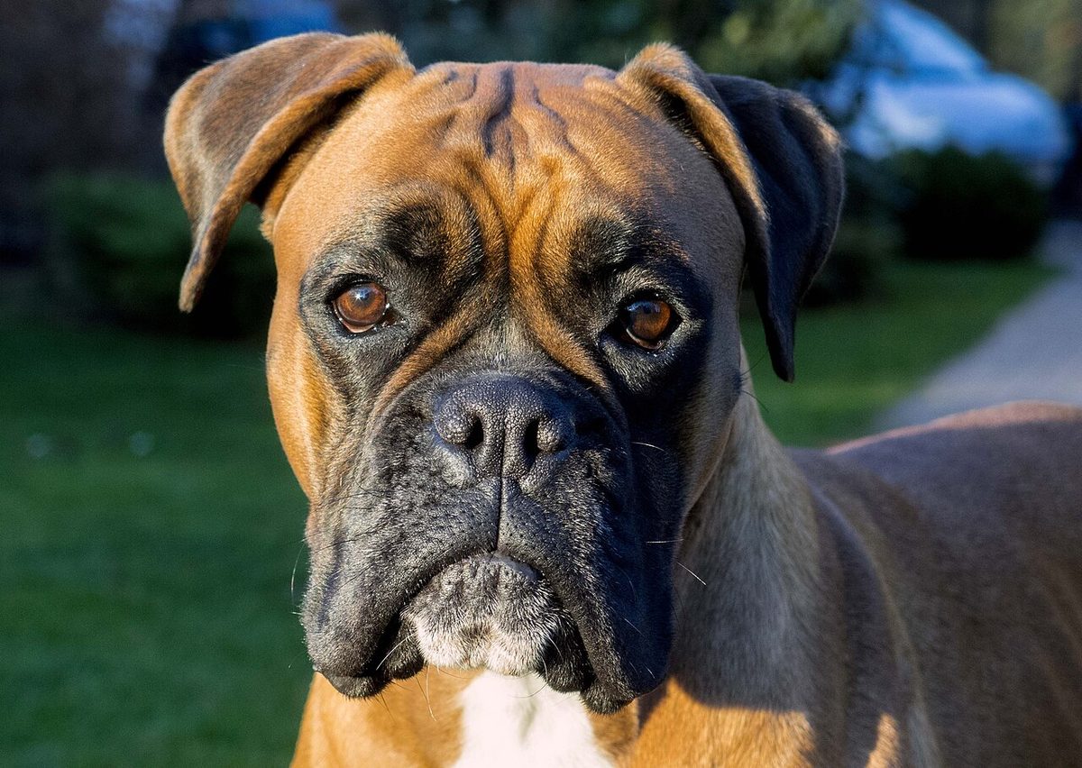 Which Dog Breeds Live the Longest? What Records Show