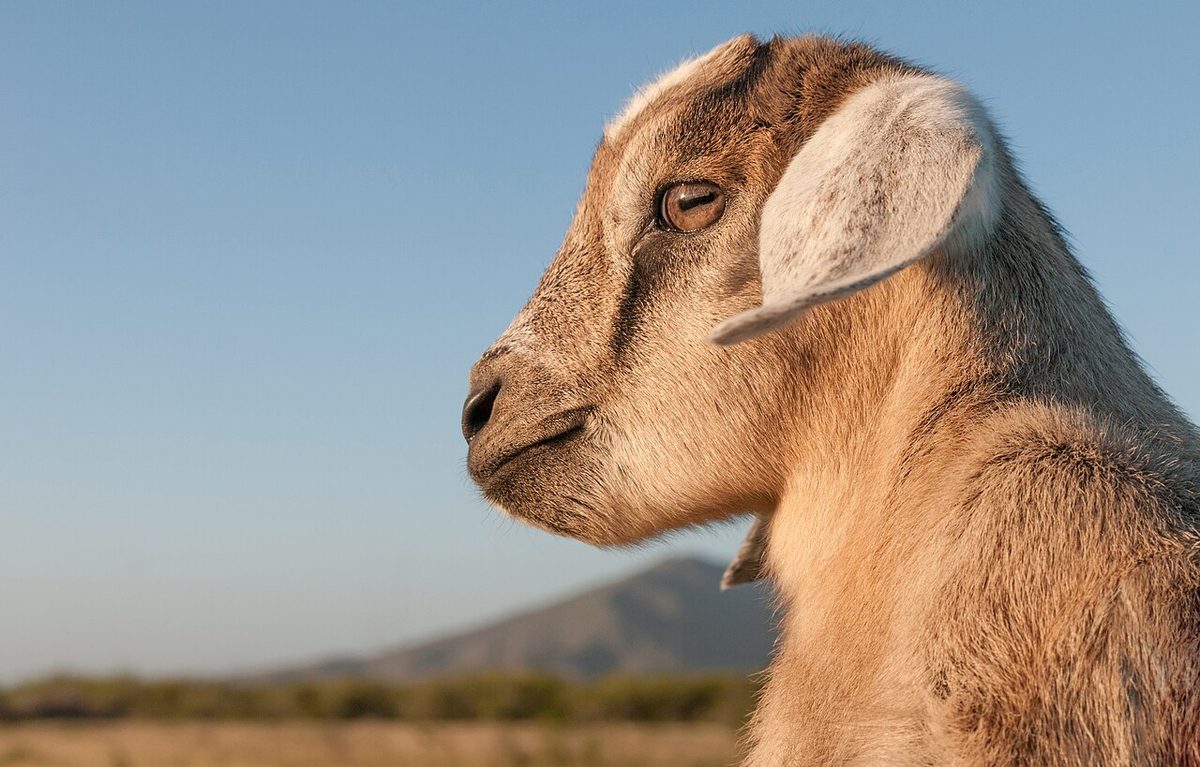 Why Do Goats Headbutt? Dominance, Horns and Neck Strain