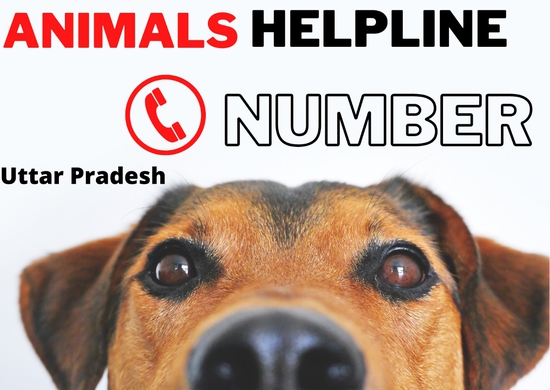 Animals Helpline In Maharashtra | Animals Super Store
