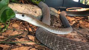 snake