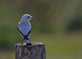 bird