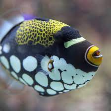 fish