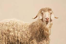 goat