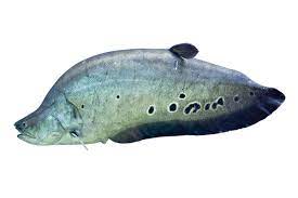 FISH