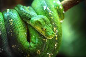 snake