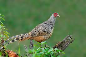 bird