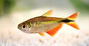 fish