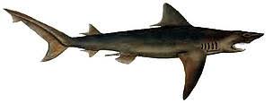 fish