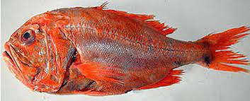 fish