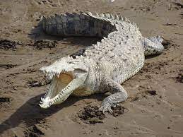 crocodiles
