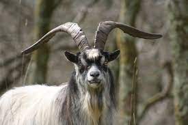 goat